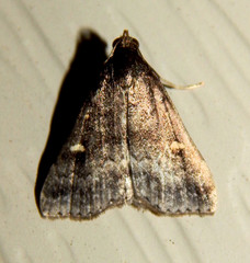 Tetanolita mynesalis