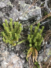 Huperzia appressa