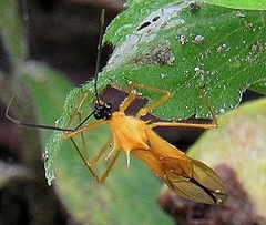 Corcia columbica