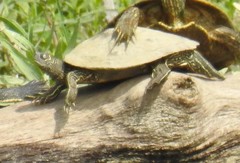 Graptemys pseudogeographica kohnii