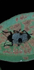Cypherotylus debauvei