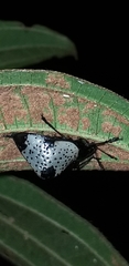 Cypherotylus debauvei