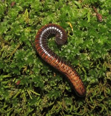 Choctella cumminsi