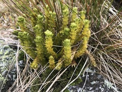 Huperzia appressa