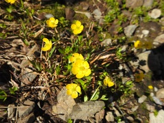 Ranunculus eschscholtzii