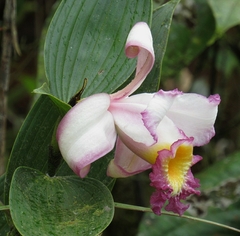 Sobralia ecuadorana