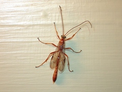 Enicospilus skeltonii
