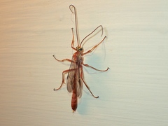 Enicospilus skeltonii