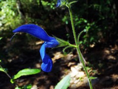 Salvia patens
