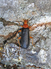 Neopyrochroa flabellata