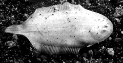 White Sole photo 4