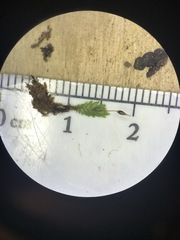 Fissidens osmundioides