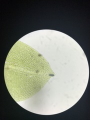 Fissidens osmundioides