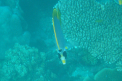 Chaetodon adiergastos