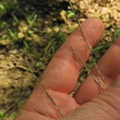 Muhlenbergia tenuiflora