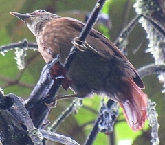 Anabacerthia variegaticeps