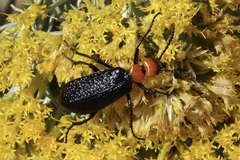 Lytta vulnerata