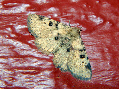 Metalectra quadrisignata