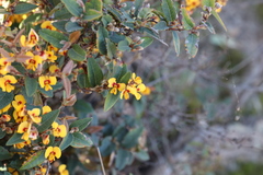 Platylobium parviflorum