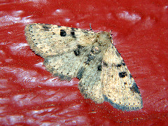 Metalectra quadrisignata