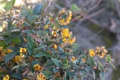 Platylobium parviflorum
