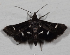 Diasemiodes nigralis