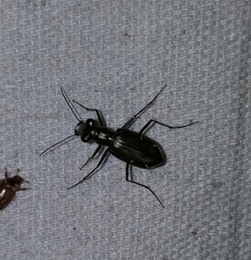 Eunota severa