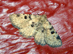 Metalectra quadrisignata