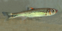 Luxilus coccogenis