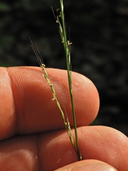 Muhlenbergia tenuiflora