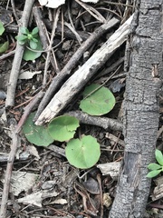 Centella cordifolia