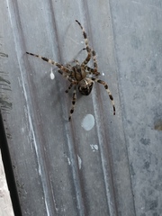 Araneus diadematus