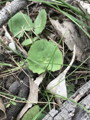 Centella cordifolia