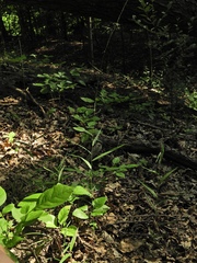 Muhlenbergia tenuiflora