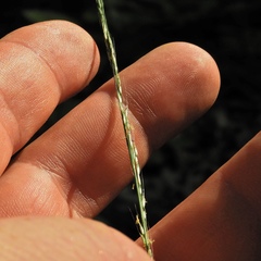 Muhlenbergia tenuiflora