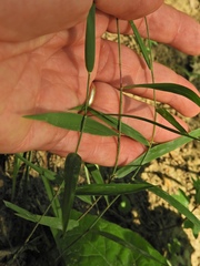 Muhlenbergia tenuiflora