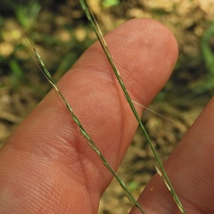 Muhlenbergia tenuiflora