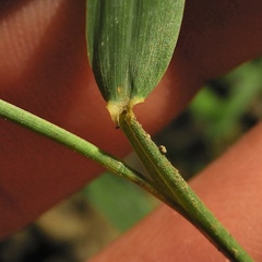 Muhlenbergia tenuiflora