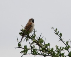 Passer rufocinctus