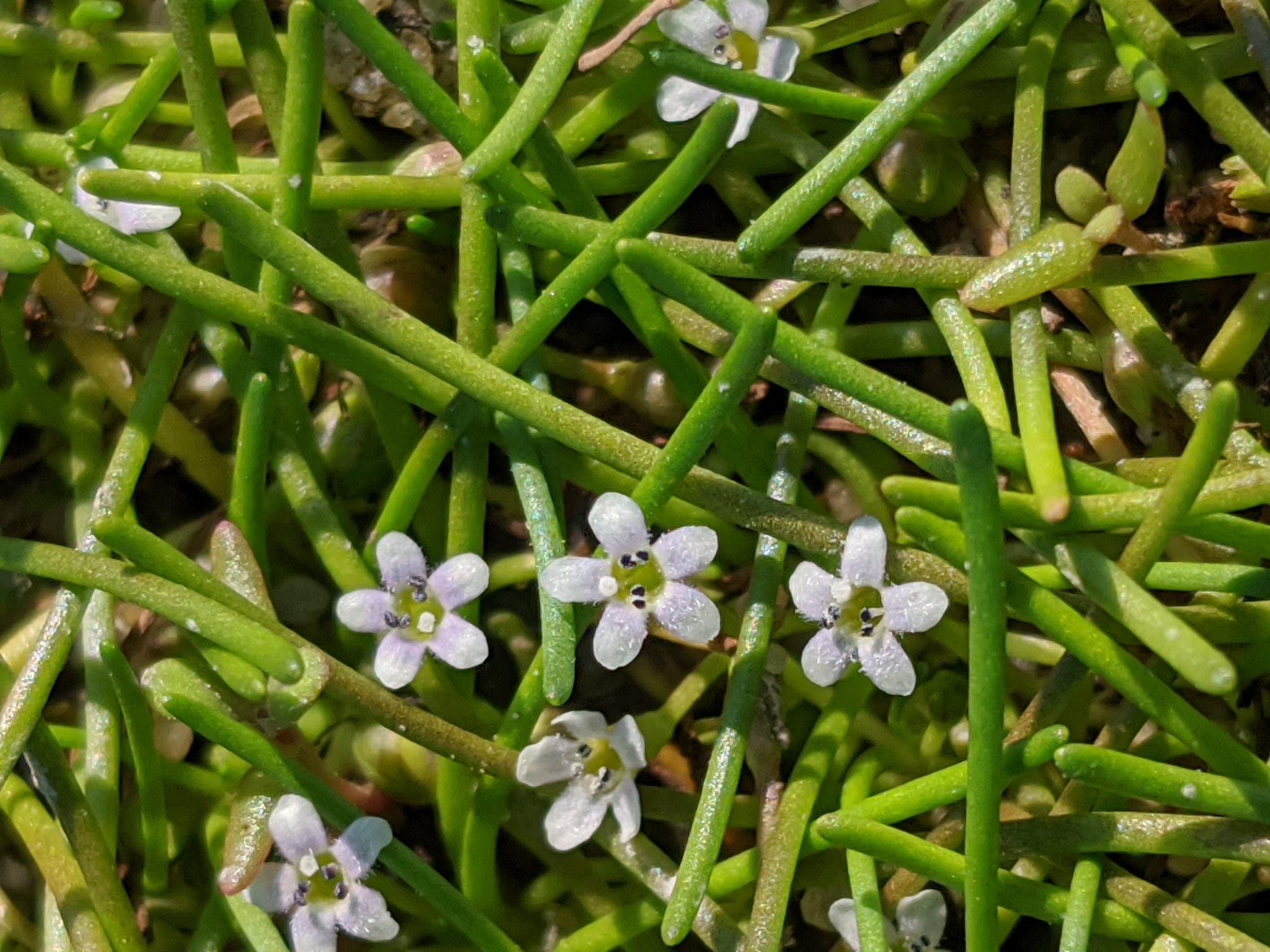 Limosella australis