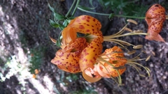 Lilium humboldtii