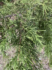 Juniperus virginiana