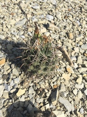Coryphantha salinensis