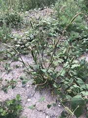 Setaria viridis viridis