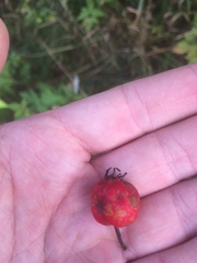 Crataegus schuettei