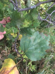 Crataegus schuettei