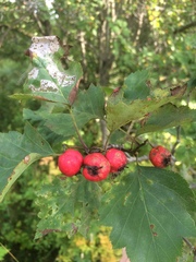 Crataegus schuettei