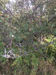 Crataegus schuettei