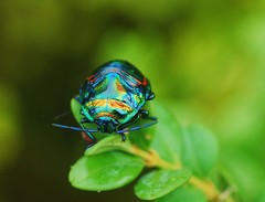 Poecilocoris splendidulus