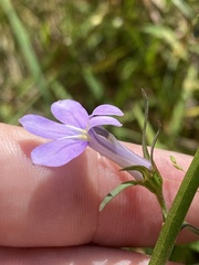 Lobelia batsonii